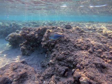 Mercan resifinde renkli tropikal balık Sohal Cerrah Balığı (Acanthurus Sohal) su altında tang. Mercanlar ve tropikal balıklarla dolu su altı yaşamı. Kızıl Deniz 'deki Mercan Resifi, Mısır