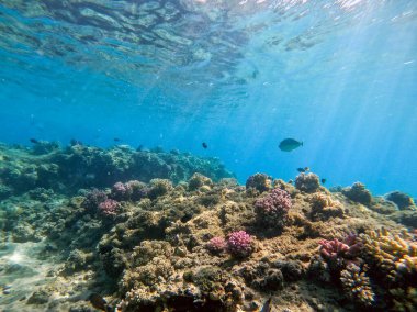Sualtı panoramik mercan resifleri tropikal balıklar, deniz yosunları ve Mısır 'daki mercanlar. Acropora gemmifera ve Hood mercanı ya da Pürüzsüz karnabahar mercanı (Stylophora pistillata), Lobophyllia hemprichii, Acropora hemprichii veya Pristine Stag
