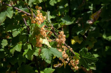 White currant berries grow on a bush in sunny garden. White currants plantation in summer orchard. Harvesting on farm or in garden