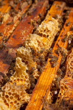 Arı kovanının çerçeveleri. Bal arılarının oluşturduğu çerçeveleri gösteren açılan kovan gövdesinin yakından görünümü