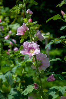 White-pink flowers of musk mallow or lavatera with a yellow center lit by the sun in the courtyard of the house in summer. Mallow flowers, selective focus. Musk mallow flower on a green backgroun