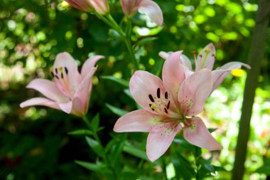 Close up view of pink stargazer Lilies and green foliage. Full blooming of Pink Asiatic lily flower. Summer flower