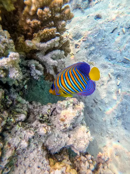 Tropical Angel fish or Royal angelfish known as Pygoplites diacanthus underwater at the coral reef. Underwater life of reef with corals and tropical fish. Coral Reef at the Red Sea, Egypt