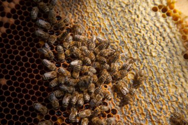 Tatlı ballı arı kovanından alınan bir arı kovanının çerçeveleri. Tatlı bal için açık ve mühürlü hücreleri olan sarı bal peteğinde meşgul arılar. Arı balı güzel kahverengi bal peteğinde toplandı.