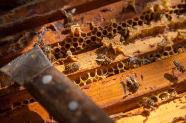 Arı kovanının çerçeveleri. Bal arılarının oluşturduğu çerçeveleri gösteren açılan kovan gövdesinin yakından görünümü