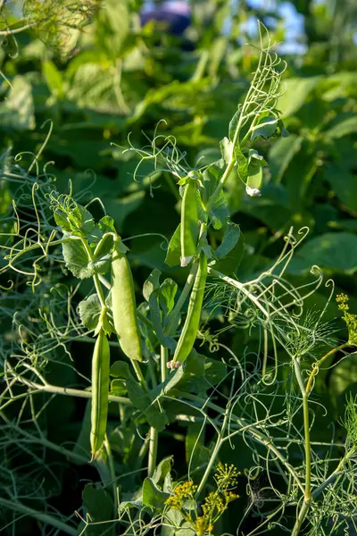 Bright green peas pods on a pea plant grow in the garden. Growing peas outdoors. Close up view of green fresh peas with flowers and pods in the vegetable garden.