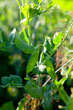 Bahçedeki bezelye bitkisinin üzerindeki parlak yeşil bezelye kabukları. Bezelye yetiştiriyorum. Sebze bahçesinde çiçek ve kabuklu taze bezelyelerin yakın görüntüsü.