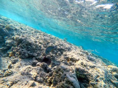 Mercan resifinde suyun altında, tropikal yelkenli tang ya da Zebrasoma desjardinii olarak bilinen Desjardin 'in yelkenli tangına yakından bakın. Mercanlar ve tropikal balıklarla dolu su altı yaşamı. Kızıl Deniz 'deki Mercan Resifi, Mısır