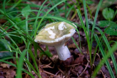 Russula virescens, Russula cinsinin yeşil çatlayan russula, örülmüş yeşil russula veya yeşil brittlegill olarak bilinen bir mantar türüdür. Yeşil ya da gri başlıklı mantarlar ve düşmüş ağaçların arasında büyüyen beyaz saplar. 