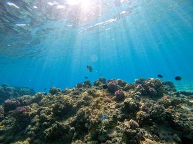 Sualtı panoramik mercan resifleri tropikal balıklar, deniz yosunları ve Mısır 'daki mercanlar. Acropora gemmifera ve Hood mercanı ya da Pürüzsüz karnabahar mercanı (Stylophora pistillata), Lobophyllia hemprichii, Acropora hemprichii veya Pristine Stag