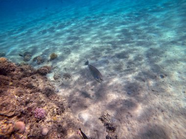 Mercan resifinde su altında Whitemargin Tekboynuz Balığı olarak bilinen tropikal Naso annulatus balığı. Mercanlar ve tropikal balıklarla dolu su altı yaşamı. Kızıl Deniz 'deki Mercan Resifi, Mısır