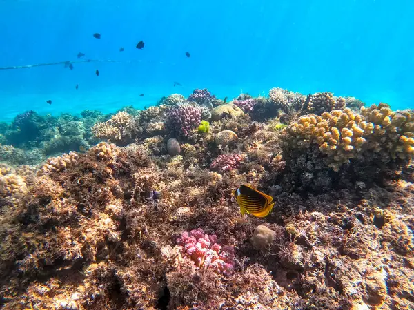 Mercan resifinde suyun altında Chaetodon fasciatus olarak bilinen tropikal Diagonal ya da rakun kelebeği. Mercanlar ve tropikal balıklarla dolu su altı yaşamı. Kızıl Deniz 'deki Mercan Resifi, Mısır