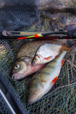 Balık yakalamak - bronz çipura ya da sazan balığı (Abramis brama), yaygın levrek veya Avrupa levreği (Perca Fluviatilis) ve beyaz çipura (Blicca Bjoerkna) olarak bilinen ve siyah balıkçı ağında yüzen olta çubuğu (Blicca Bjoerkna)