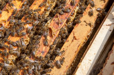 Arı kovanının çerçeveleri. Bal arılarının oluşturduğu çerçeveleri gösteren açılan kovan gövdesinin yakından görünümü