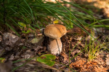 Boletus edulis (cep, porcino veya kral bolete, genellikle Porcini mantarı olarak bilinir), sonbahar mevsiminde orman zemininde yosun, yeşil çimen ve düşen yapraklar arasında yetişir.