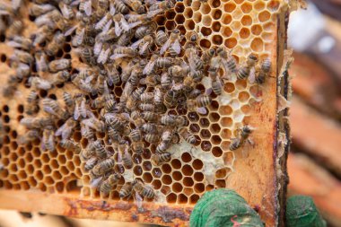 Arı kovanının çerçeveleri. Yavruları için açık ve kapalı hücrelerle kovanın içindeki meşgul arılar. O genç arıların doğumu. Bazı hayvanlar, petek yapısı ve küçük beyaz solucanlar gösteren yakın