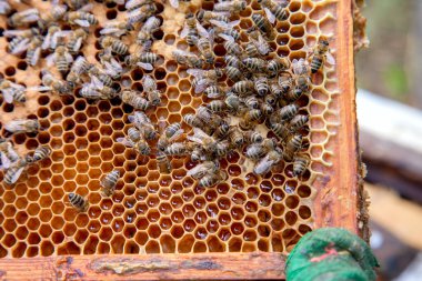 Tatlı bal ile petek üzerinde çalışma arıların görünümü kapatın. Sarı petek arı kovanı tatlı bal ile sadece alınan. Güzel sarı petek arı bal toplanan