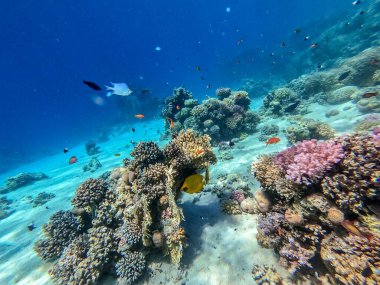 Mercan resiflerinde sualtında Chaetodon semilarvatus olarak bilinen tropikal Mavi Kelebek Kelebeği. Mercanlar ve tropikal balıklarla dolu su altı yaşamı. Kızıl Deniz 'deki Mercan Resifi, Mısır