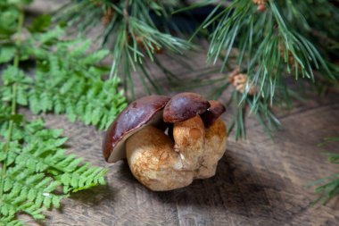 Küçük aile boletus badius, imleria badia ya da bay bolete 'nin sonbahar kompozisyonu eğreltiotu yeşili yaprak ve arkasında çam ağacı dalıyla klasik ahşap arka planda. Yenilebilir ve gözenekli mantarların kadife rengi kahverengi veya kestane rengi başlıkları vardır.