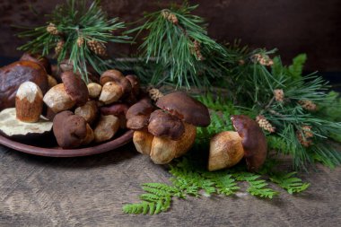 Sonbahar kompozisyonu boletus badius, imleria badia veya bay bolete mantarları ve mantarlı kil tabağı eski ahşap zemin üzerinde yeşil çam ağacı dalı ve eğreltiotu yaprağı. Yenilebilir ve gözenekli mantar kadife rengi koyu kahverengi ya da kestane rengi.