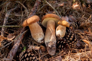 Vahşi doğada Boletus mantarları. Porcini mantar yığını (Sepet, porcino veya kral bolete, genellikle Boletus edulis olarak bilinir), sonbahar mevsiminde yosun ve kuru yaprakların arasında çam ağacı orman zemininde bulunur. Yenebilir orman mantarları..