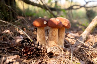 Vahşi doğada üçlü Boletus mantarı. Porcini mantarı (Sepet, porcino veya kral bolete, genellikle boletus edulis olarak adlandırılır) sonbahar mevsiminde yosun ve kuru yaprakların arasında çam ağacı ormanlarında bulunur.