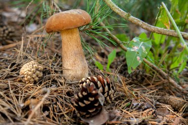 Vahşi doğada tek Boletus mantarı. Porcini mantarı (Sepet, porcino veya kral bolete, genellikle boletus edulis olarak bilinir) sonbahar mevsiminde çam ağacı ormanlarında yosun ve kuru yapraklar arasında yetişir.