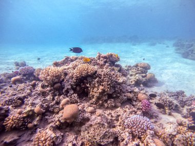 Sualtı panoramik mercan resifleri tropikal balıklar, deniz yosunları ve Mısır 'daki mercanlar. Acropora gemmifera ve Hood mercanı ya da Pürüzsüz karnabahar mercanı (Stylophora pistillata), Lobophyllia hemprichii, Acropora hemprichii veya Pristine Stag