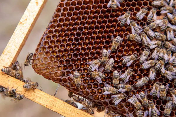 Petek üzerinde çalışan arıların yakından görünümü. Sarı petek sadece tatlı bal ile arı kovanı alınan. Arı bal güzel sarı petek toplanan