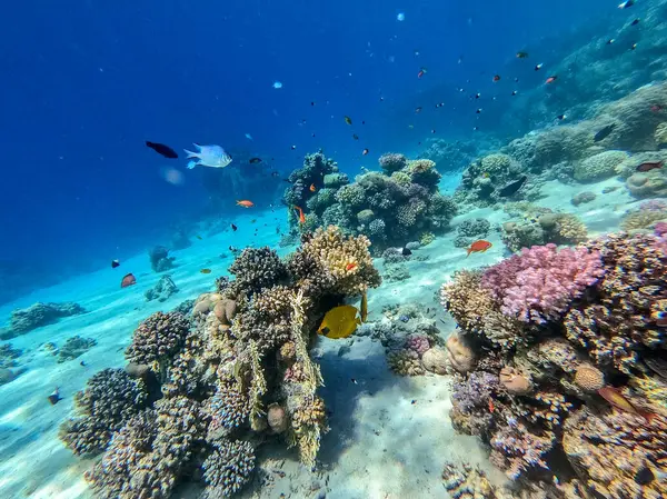 Mercan resiflerinde sualtında Chaetodon semilarvatus olarak bilinen tropikal Mavi Kelebek Kelebeği. Mercanlar ve tropikal balıklarla dolu su altı yaşamı. Kızıl Deniz 'deki Mercan Resifi, Mısır