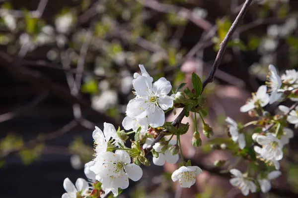 Fruit orchard at spring time with blossoming cherry trees. Close up view of branch with small green leaves and white flowers of cherry tree in garden