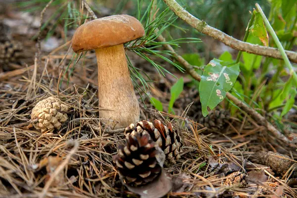 Vahşi doğada tek Boletus mantarı. Porcini mantarı (Sepet, porcino veya kral bolete, genellikle boletus edulis olarak bilinir) sonbahar mevsiminde çam ağacı ormanlarında yosun ve kuru yapraklar arasında yetişir.