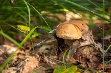 Boletus edulis (cep, porcino veya kral bolete, genellikle Porcini mantarı olarak bilinir), sonbahar mevsiminde orman zemininde yosun, yeşil çimen ve düşen yapraklar arasında yetişir.