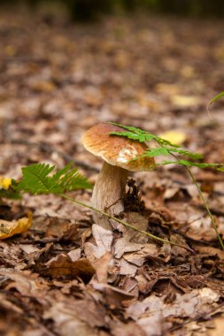 Boletus edulis (cep, porcino veya kral bolete, genellikle Porcini mantarı olarak bilinir), sonbahar mevsiminde orman zemininde yosun, yeşil çimen ve düşen yapraklar arasında yetişir.