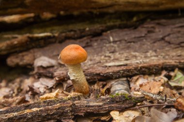 Turuncu kapak boletus. Yenebilir orman mantarları. Genç bir boletus ormanda yetişir, kırmızı başlıklı bir mantar ve kuru yapraklar ve dallar arasında beyaz bir ayak.