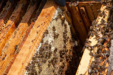 Arı kovanının çerçeveleri. Tatlı bal için açık ve mühürlü hücreleri ile kovan içinde meşgul arılar. Arı bal güzel sarı petek toplanan