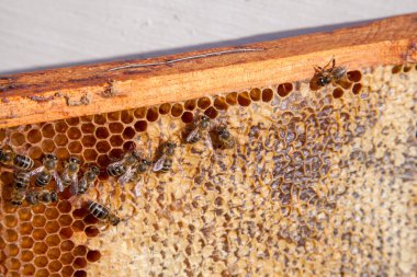 Arı kovanının çerçeveleri. Tatlı bal için açık ve mühürlü hücreleri ile kovan içinde meşgul arılar. Arı bal güzel sarı petek toplanan