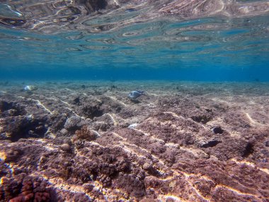 Sualtı panoramik mercan resifleri tropikal balıklar, deniz yosunları ve Mısır 'daki mercanlar. Acropora gemmifera ve Hood mercanı ya da Pürüzsüz karnabahar mercanı (Stylophora pistillata), Lobophyllia hemprichii, Acropora hemprichii veya Pristine Stag