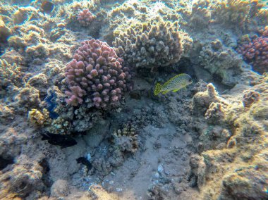 Close up view of Colorful tropical blackspotted rubberlip fish or plectorhinchus gaterinus underwater at the coral reef. Underwater life of reef with corals and tropical fish. Coral Reef at the Red Sea, Egypt clipart