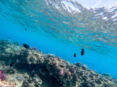 Sualtı panoramik mercan resifleri tropikal balıklar, deniz yosunları ve Mısır 'daki mercanlar. Acropora gemmifera ve Hood mercanı ya da Pürüzsüz karnabahar mercanı (Stylophora pistillata), Lobophyllia hemprichii, Acropora hemprichii veya Pristine Stag