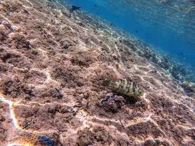 Mercan resifinde su altında Cheilinus lunulatus olarak bilinen tropikal büyük süpürge kuyruğu buğusuna yakından bakın. Mercanlar ve tropikal balıklarla dolu su altı yaşamı. Kızıl Deniz 'deki Mercan Resifi, Mısır
