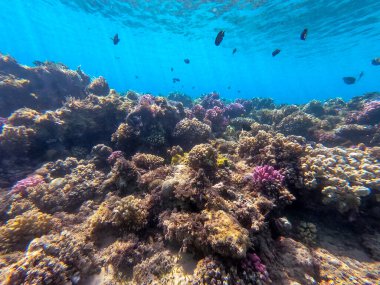 Sualtı panoramik mercan resifleri tropikal balıklar, deniz yosunları ve Mısır 'daki mercanlar. Acropora gemmifera ve Hood mercanı ya da Pürüzsüz karnabahar mercanı (Stylophora pistillata), Lobophyllia hemprichii, Acropora hemprichii veya Pristine Stag