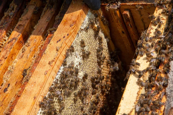 Arı kovanının çerçeveleri. Tatlı bal için açık ve mühürlü hücreleri ile kovan içinde meşgul arılar. Arı bal güzel sarı petek toplanan