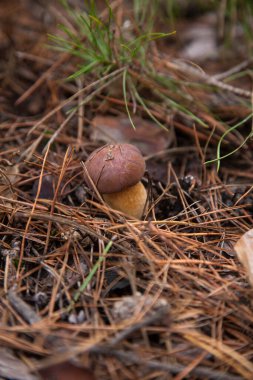 Boletus badius, imleria badia ya da körfez bolete 'nin sonbahar çam ağacı ormanlarında büyümesini yakından izleyin. Yenilebilir ve gözenekli mantarların kadife rengi kahverengi veya kestane rengi başlıkları vardır.