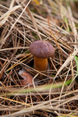 Boletus badius, imleria badia ya da Bay Bolete 'nin sonbahar mevsiminde yosun ve kuru yaprakların arasında büyümesini yakından izleyin. Yenilebilir ve gözenekli mantarların kadife rengi kahverengi veya kestane rengi başlıkları vardır.