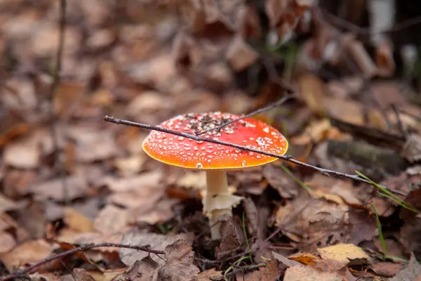 Wild Fly Agaric with red cup mushroom is beautiful mushroom but very toxic. The Fly Agaric or Fly Amanita (Amanita Muscaria) is now primarily famed for its hallucinogenic properties in an autumn forest