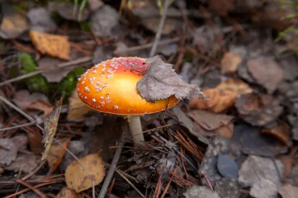Wild Fly Agaric with red cup mushroom is beautiful mushroom but very toxic. The Fly Agaric or Fly Amanita (Amanita Muscaria) is now primarily famed for its hallucinogenic properties in an autumn forest