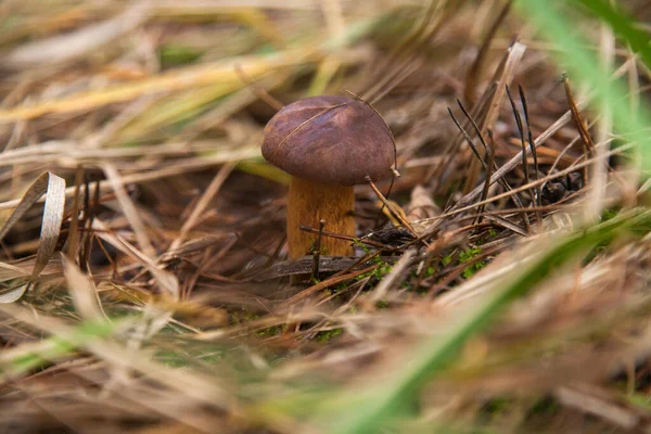 Boletus badius, imleria badia ya da Bay Bolete 'nin sonbahar mevsiminde yosun ve kuru yaprakların arasında büyümesini yakından izleyin. Yenilebilir ve gözenekli mantarların kadife rengi kahverengi veya kestane rengi başlıkları vardır.