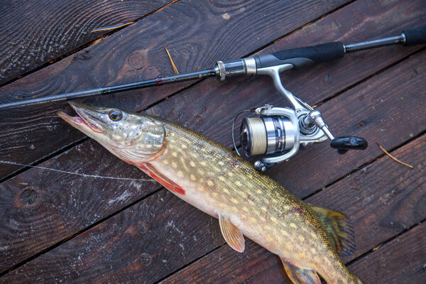 Пресноводная северная щука известна как Esox Lucius и удочка с катушкой, лежащей на винтажном деревянном фоне с желтыми листьями осенью. Концепция рыболовства, хороший улов - только что выловленная из воды большая пресноводная щука и удочка с рекой
