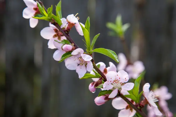 Fruit orchard at spring time with blossoming peach trees. Close up view of branch with small green leaves and pink flowers of peach tree in garden